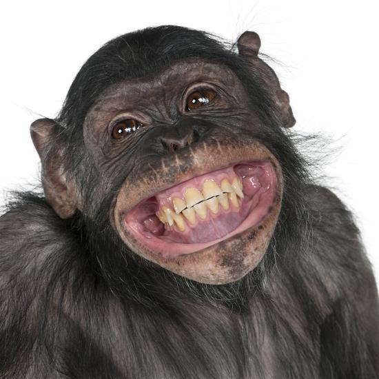 close-up-of-mixed-breed-monkey-between-chimpanzee-and-bonobo-smiling-8-years-old_u-l-q1033nm0.jpg