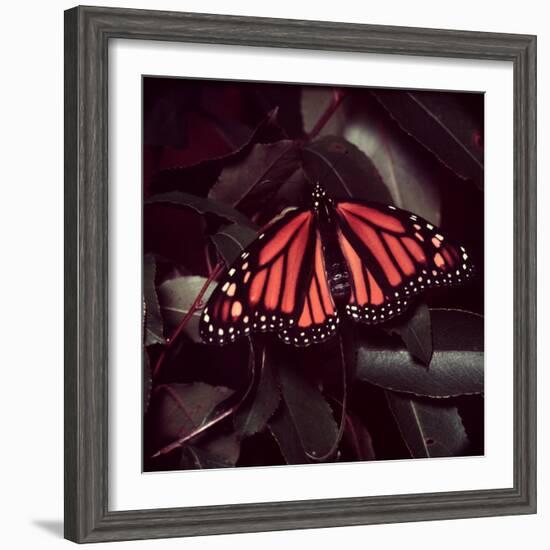 Close-Up of Monarch Butterfly-Andreas Feininger-Framed Photographic Print