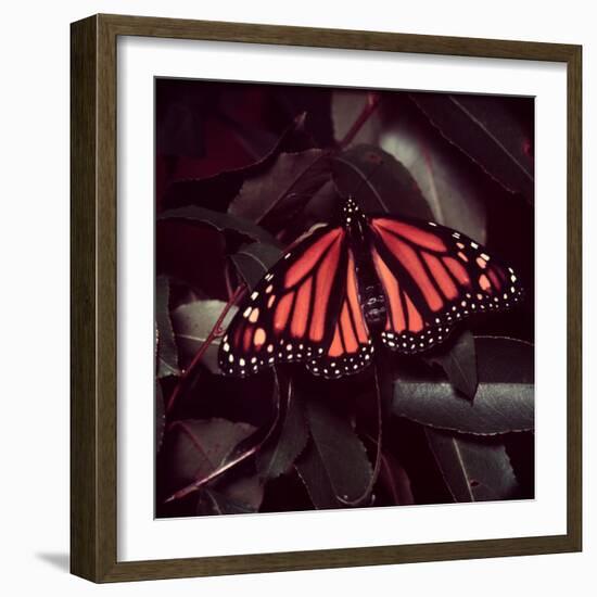 Close-Up of Monarch Butterfly-Andreas Feininger-Framed Photographic Print