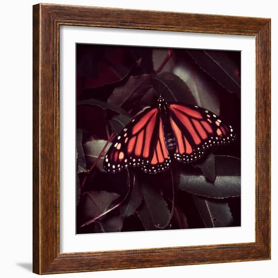 Close-Up of Monarch Butterfly-Andreas Feininger-Framed Photographic Print