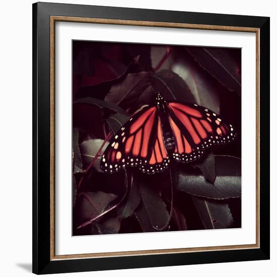 Close-Up of Monarch Butterfly-Andreas Feininger-Framed Photographic Print