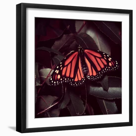 Close-Up of Monarch Butterfly-Andreas Feininger-Framed Photographic Print