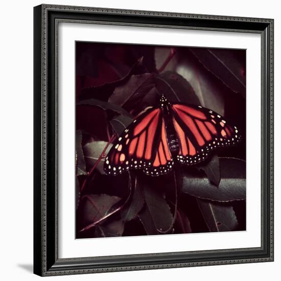 Close-Up of Monarch Butterfly-Andreas Feininger-Framed Photographic Print