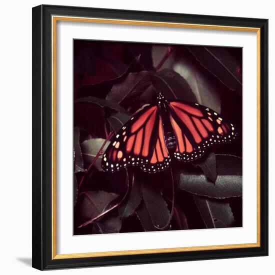 Close-Up of Monarch Butterfly-Andreas Feininger-Framed Photographic Print