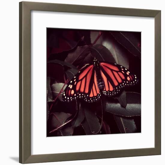 Close-Up of Monarch Butterfly-Andreas Feininger-Framed Photographic Print