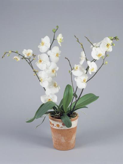 Close Up Of Moon Orchid Flowers In A Flower Pot Phalaenopsis Amabilis Photographic Print G Cigolini Art Com