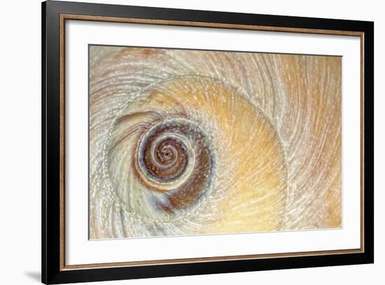 Close-Up of Moon Snail Shell, Seabeck, Washington, USA-Jaynes Gallery-Framed Photographic Print