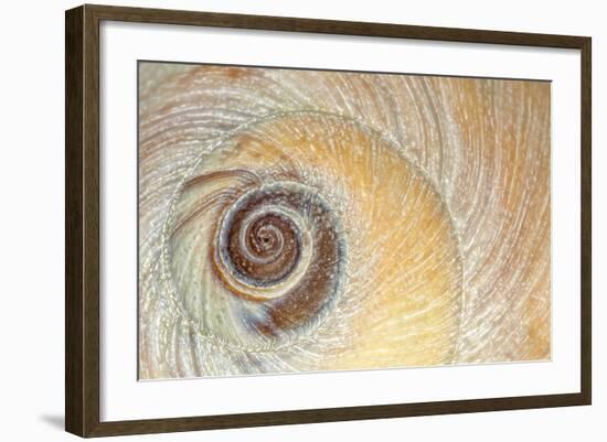 Close-Up of Moon Snail Shell, Seabeck, Washington, USA-Jaynes Gallery-Framed Photographic Print