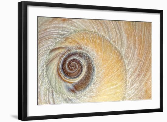 Close-Up of Moon Snail Shell, Seabeck, Washington, USA-Jaynes Gallery-Framed Photographic Print