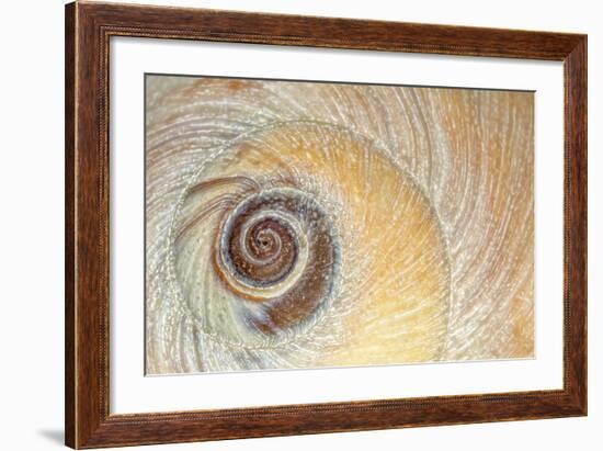 Close-Up of Moon Snail Shell, Seabeck, Washington, USA-Jaynes Gallery-Framed Photographic Print