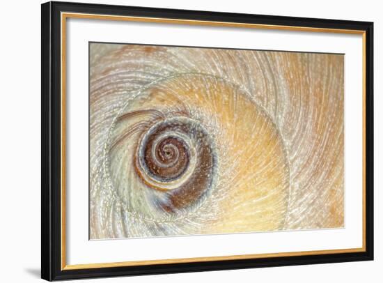 Close-Up of Moon Snail Shell, Seabeck, Washington, USA-Jaynes Gallery-Framed Photographic Print