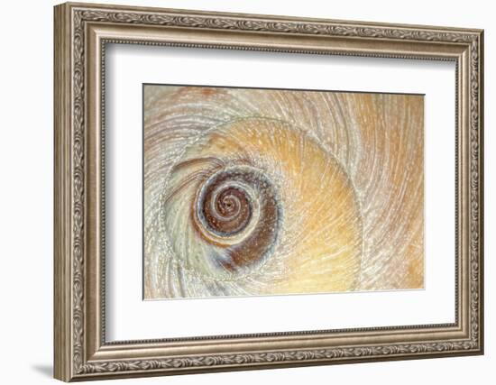 Close-Up of Moon Snail Shell, Seabeck, Washington, USA-Jaynes Gallery-Framed Photographic Print