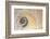 Close-Up of Moon Snail Shell, Seabeck, Washington, USA-Jaynes Gallery-Framed Photographic Print