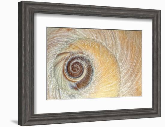 Close-Up of Moon Snail Shell, Seabeck, Washington, USA-Jaynes Gallery-Framed Photographic Print