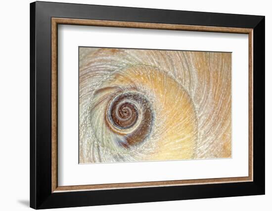 Close-Up of Moon Snail Shell, Seabeck, Washington, USA-Jaynes Gallery-Framed Photographic Print