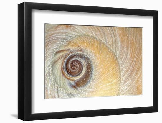 Close-Up of Moon Snail Shell, Seabeck, Washington, USA-Jaynes Gallery-Framed Photographic Print