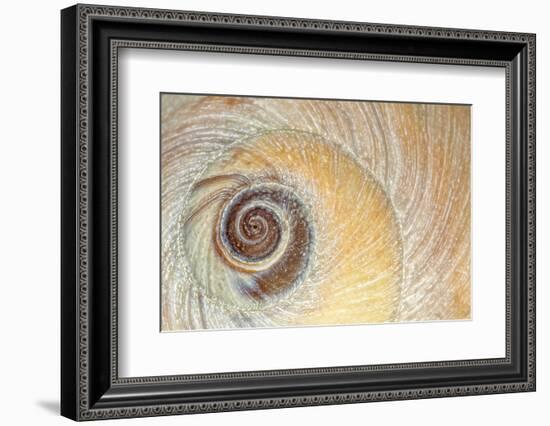 Close-Up of Moon Snail Shell, Seabeck, Washington, USA-Jaynes Gallery-Framed Photographic Print