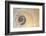 Close-Up of Moon Snail Shell, Seabeck, Washington, USA-Jaynes Gallery-Framed Photographic Print