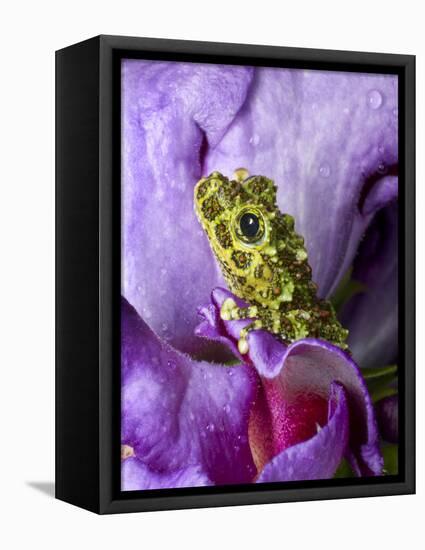 Close-Up of Mossy Tree Frog on Flower, Vietnam-Jim Zuckerman-Framed Premier Image Canvas