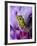 Close-Up of Mossy Tree Frog on Flower, Vietnam-Jim Zuckerman-Framed Photographic Print