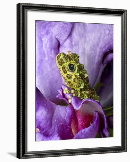 Close-Up of Mossy Tree Frog on Flower, Vietnam-Jim Zuckerman-Framed Photographic Print