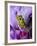 Close-Up of Mossy Tree Frog on Flower, Vietnam-Jim Zuckerman-Framed Photographic Print