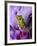 Close-Up of Mossy Tree Frog on Flower, Vietnam-Jim Zuckerman-Framed Photographic Print