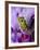 Close-Up of Mossy Tree Frog on Flower, Vietnam-Jim Zuckerman-Framed Photographic Print