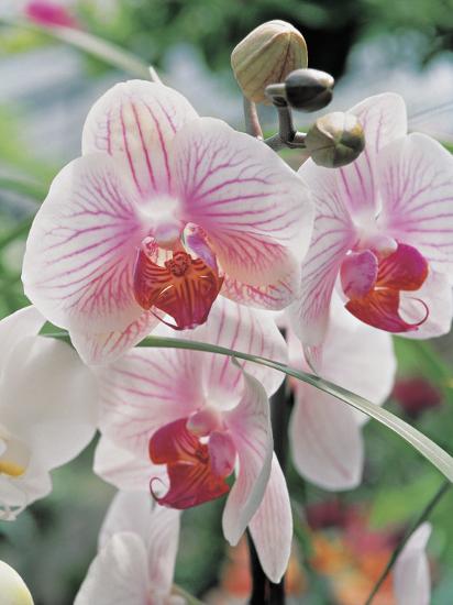 Close Up Of Moth Orchids Phalaenopsis Photographic Print F Rotta Art Com