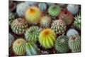 Premium Photographic Print