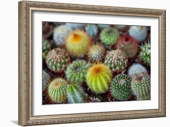 Close-Up of Multi-Colored Cacti-null-Framed Photographic Print