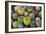 Close-Up of Multi-Colored Cacti-null-Framed Photographic Print