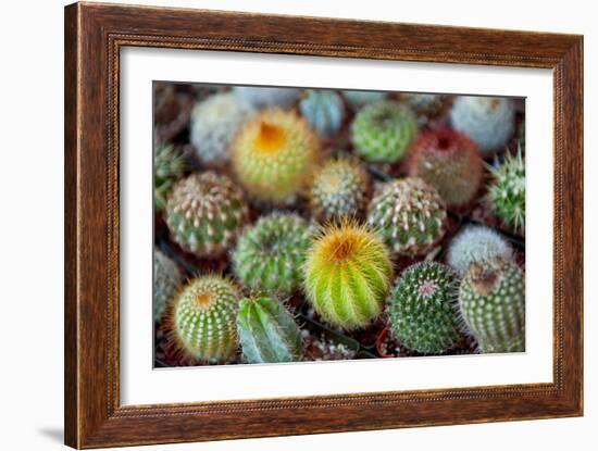 Close-Up of Multi-Colored Cacti-null-Framed Photographic Print