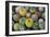 Close-Up of Multi-Colored Cacti-null-Framed Photographic Print