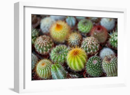 Close-Up of Multi-Colored Cacti-null-Framed Photographic Print