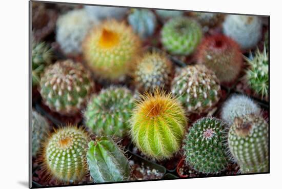 Close-Up of Multi-Colored Cacti-null-Mounted Photographic Print