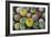 Close-Up of Multi-Colored Cacti-null-Framed Photographic Print