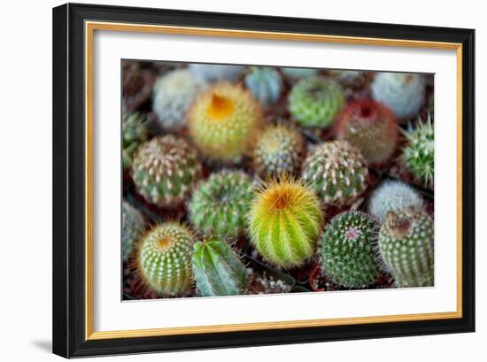 Close-Up of Multi-Colored Cacti-null-Framed Photographic Print