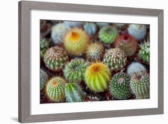 Close-Up of Multi-Colored Cacti-null-Framed Photographic Print