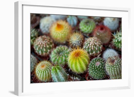 Close-Up of Multi-Colored Cacti-null-Framed Photographic Print