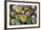 Close-Up of Multi-Colored Cacti-null-Framed Photographic Print