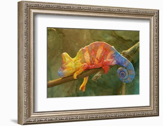 Close-Up of Multicolored Chameleon on Tree Branch-DawidKasza-Framed Photographic Print