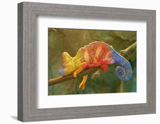 Close-Up of Multicolored Chameleon on Tree Branch-DawidKasza-Framed Photographic Print