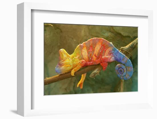 Close-Up of Multicolored Chameleon on Tree Branch-DawidKasza-Framed Photographic Print