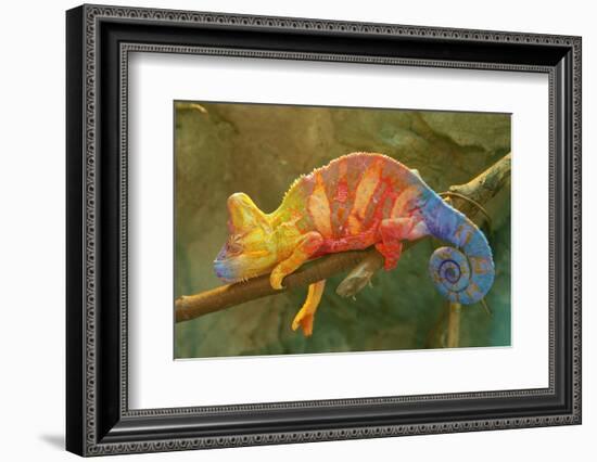 Close-Up of Multicolored Chameleon on Tree Branch-DawidKasza-Framed Photographic Print