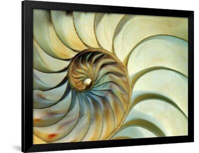Nautilus Shell Tamil Meaning Nautilus Shell Tamil Meaning