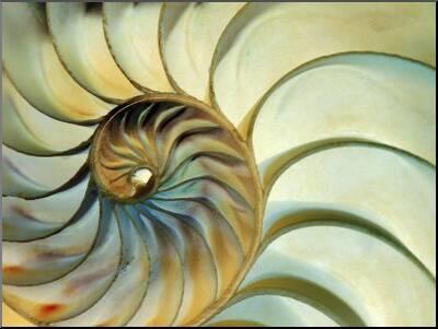 Close Up Of Nautilus Shell Spirals Photographic Print Ellen Kamp Art Com
