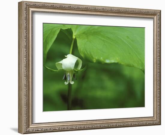 Close-up of Nodding Trillium Flower Beneath Leaf in Springtime, Michigan, USA-Mark Carlson-Framed Photographic Print