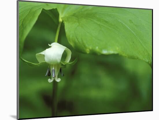 Close-up of Nodding Trillium Flower Beneath Leaf in Springtime, Michigan, USA-Mark Carlson-Mounted Photographic Print