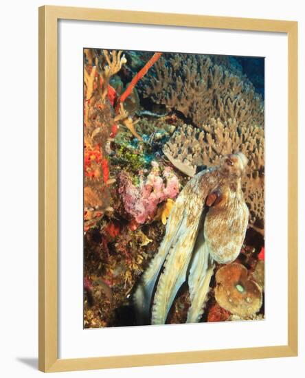 Close-Up of Octopus on Reef, Wetar Island, Banda Sea, Indonesia-Stuart Westmorland-Framed Photographic Print